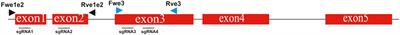 CRISPR/Cas StNRL1 gene knockout increases resistance to late blight and susceptibility to early blight in potato